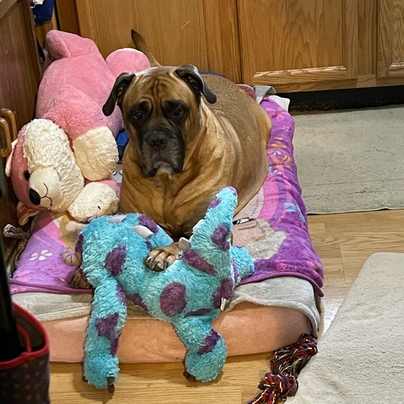 Meet your Posher, Bobbi - Picture 2 of 2